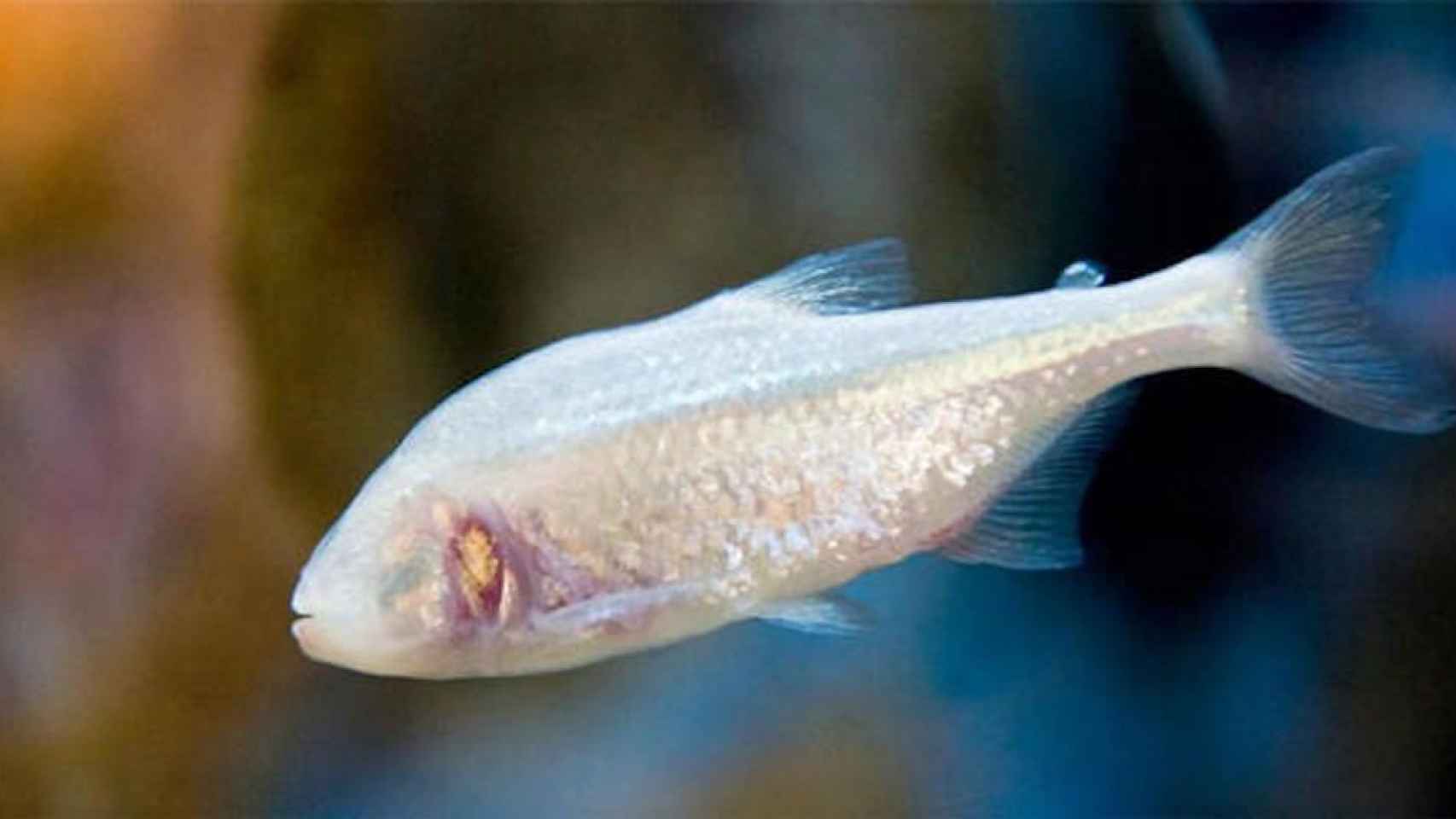 Una foto del pez ciego que podría tener la cura para la diabetes