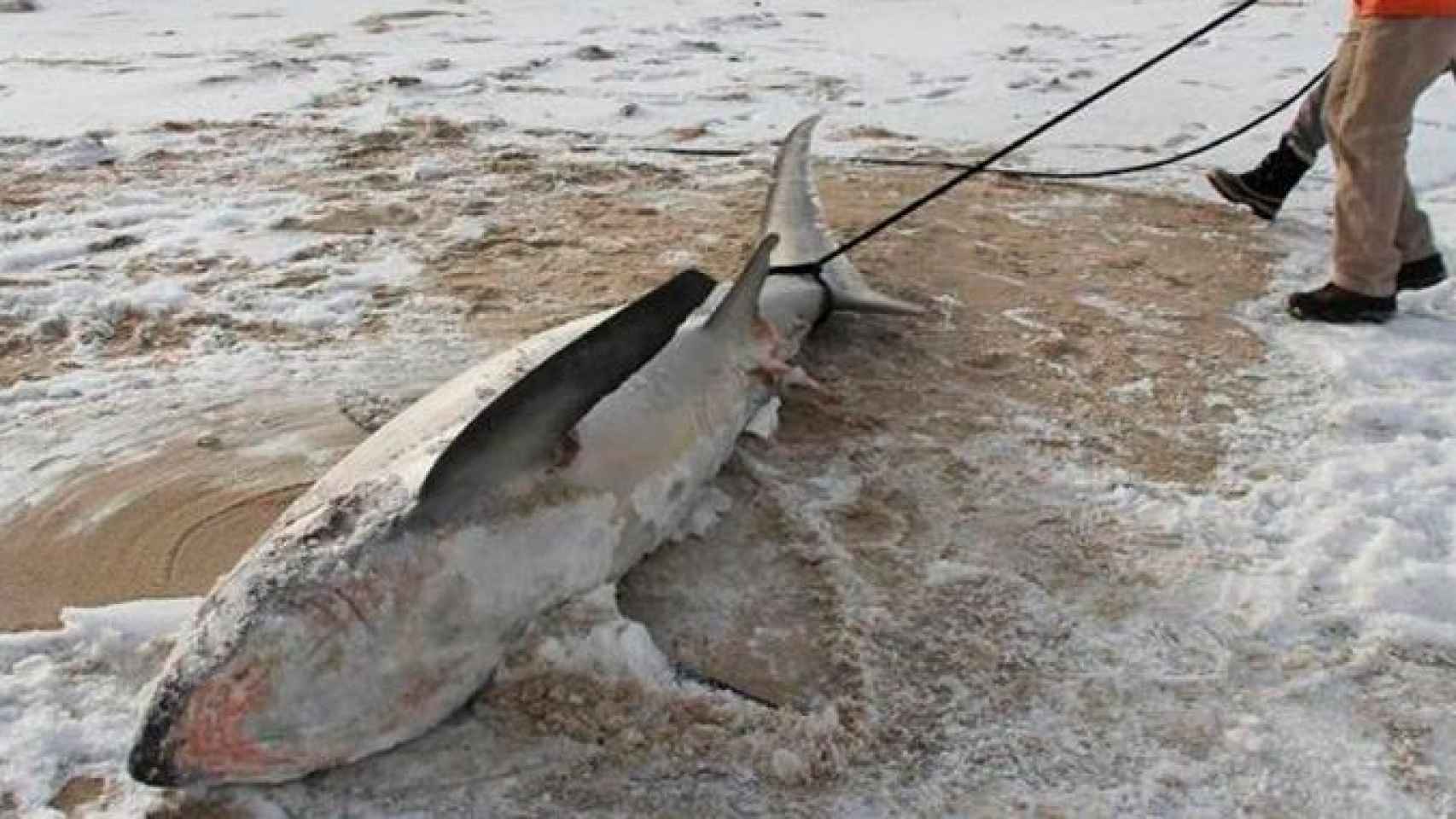 Uno de los tiburones congelados que se encontraron en la costa de Massachusetts, en Estados Unidos / Twitter