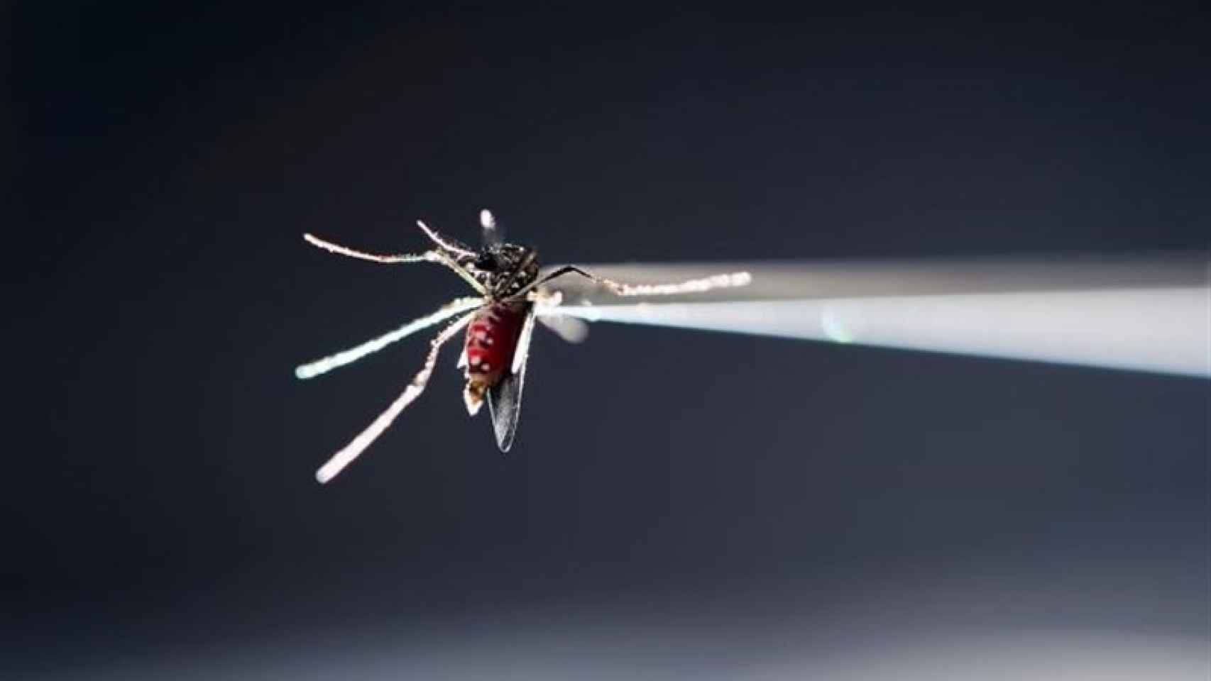 El mosquito propagador del virus Zika