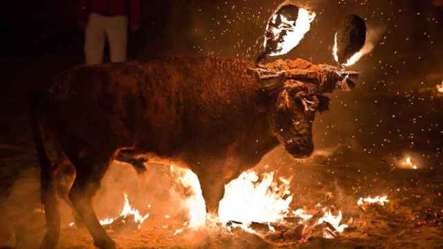 Un toro embolado, fiesta incluida en los correbous que todavía se celebran en Cataluña / PACMA