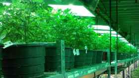 Plantación de cannabis
