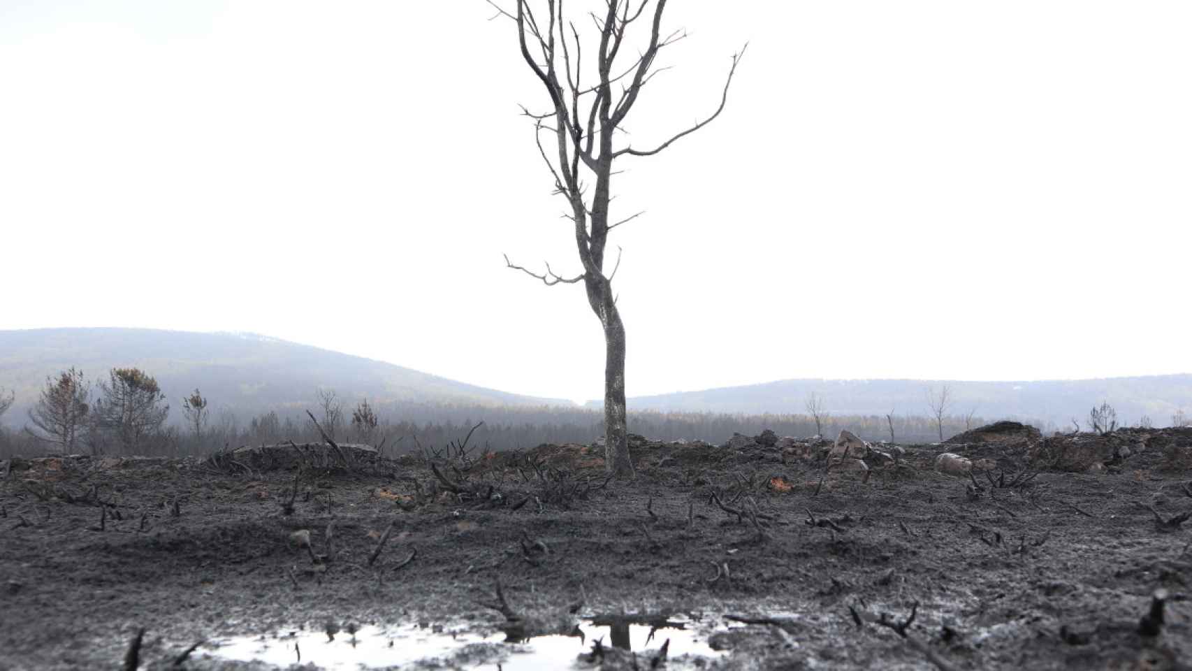 Efectos provocados por el incendio forestal en la Sierra de la Culebra (Zamora) / MARIAM A. MONTESINOS - EFE