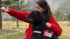 Los perros de rastreo de Cruz Roja que han buscado al hombre desaparecido / CRUZ ROJA