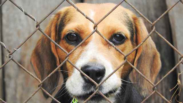 Uno de los 32 perros Beagle rescatados por Animal Rescue España / CG