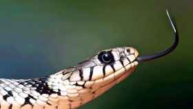 Una serpiente con la lengua fuera / PIXABAY