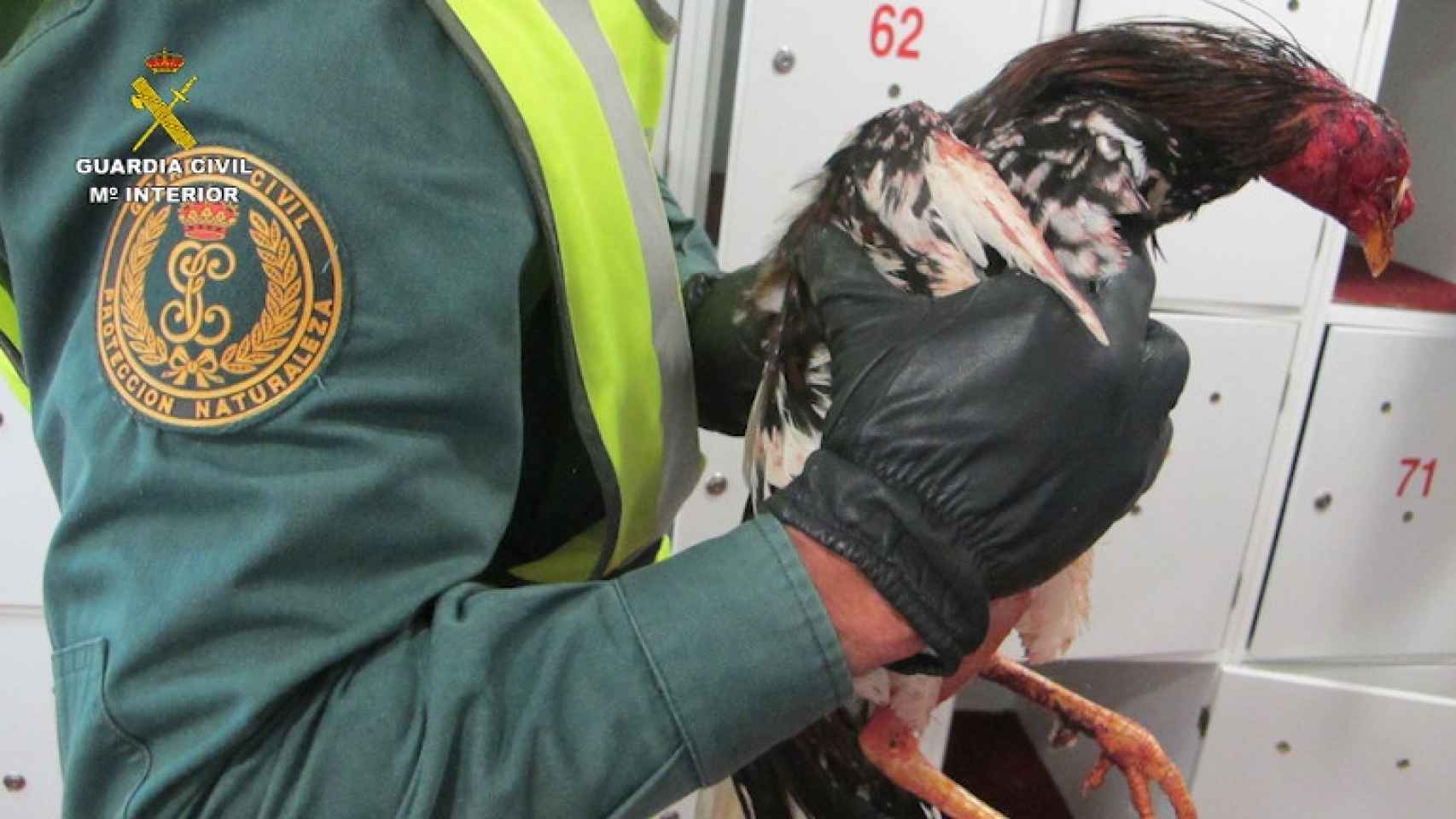 La Guardia Civil salva a 59 gallos utilizados en peleas
