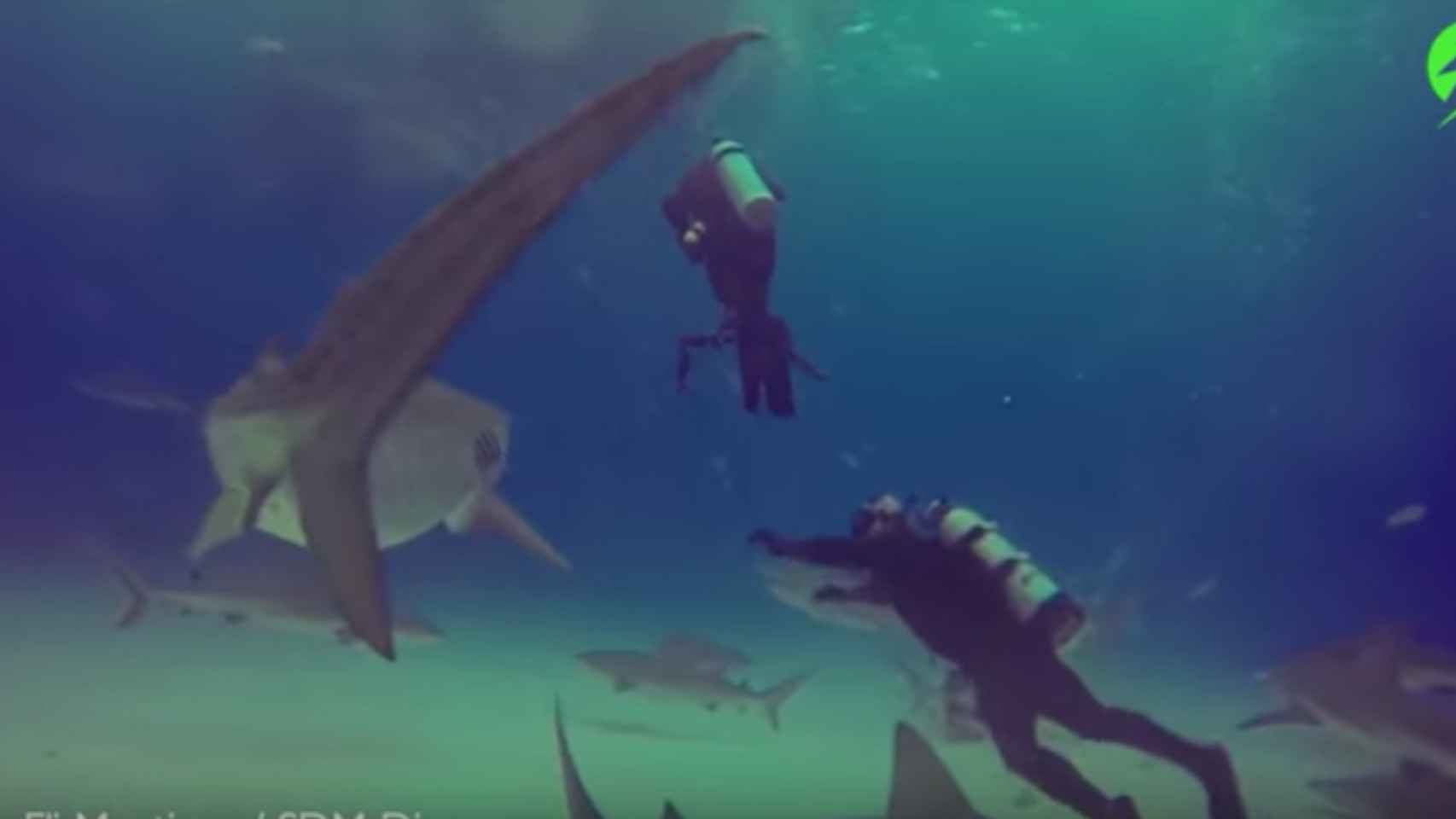 Una captura de pantalla del vídeo del tiburón buceadores