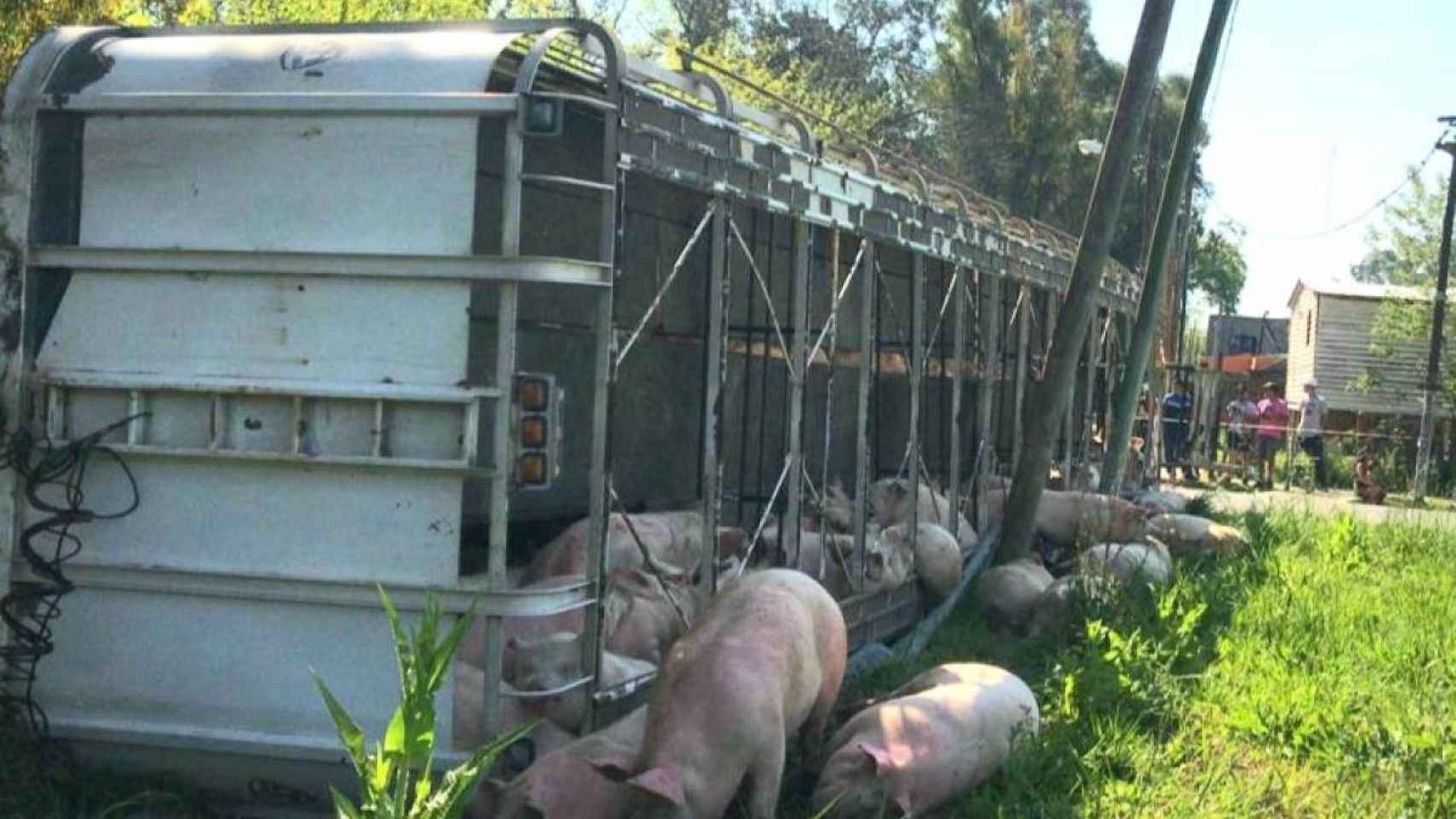 Un camión vuelca con 150 cerdos en su interior / TWITTER
