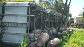 Un camión vuelca con 150 cerdos en su interior / TWITTER