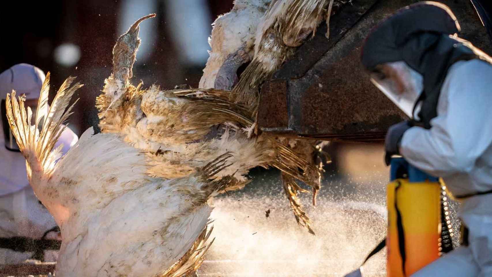 Trabajadores de la Administración de Veterinaria sacrifican a miles de pavos infectados de gripe aviar en una granja  / EUROPA PRESS