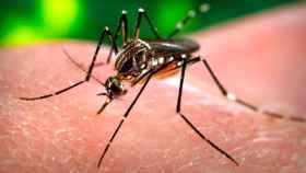 Mosquito de la familia Aedes, transmisor del virus zika.