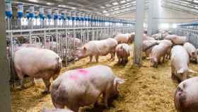 Un criadero de cerdos en Cataluña / CG
