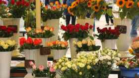 Flores y plantas colocados en maceteros en una floristería / PIXABAY