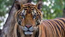 Imagen tomada de un tigre de bengala / PIXABAY
