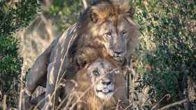 Dos leones mantienen relaciones sexuales