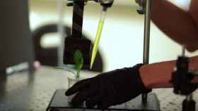El Massachusetts Institute of Technology (MIT) ha creado espinacas biónicas capaces de detectar explosivos