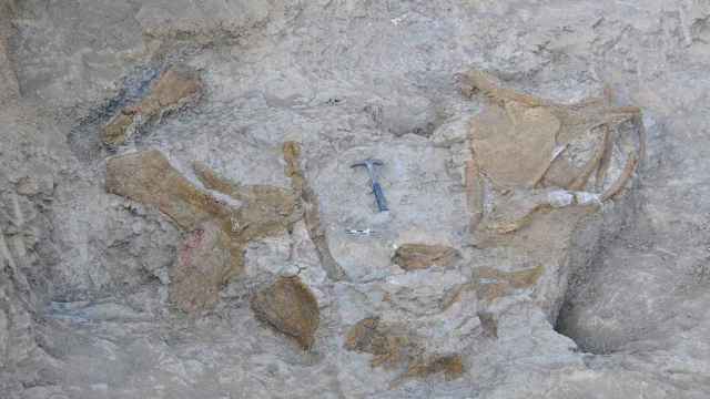 Restos fósiles del dinosaurio en el yacimiento de Orcau-1, los Pirineos / Bernat Vila - Institut Català de Paleontologia Miquel Crusafont