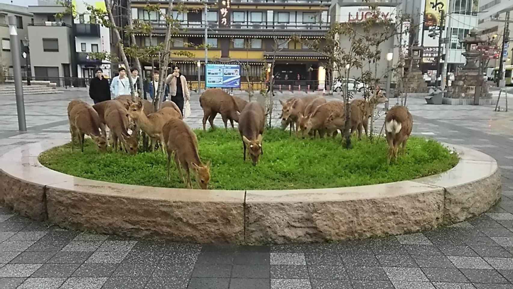 Varios ciervos buscan alimento en las ciudades de Japón por el confinamiento / TWITTER