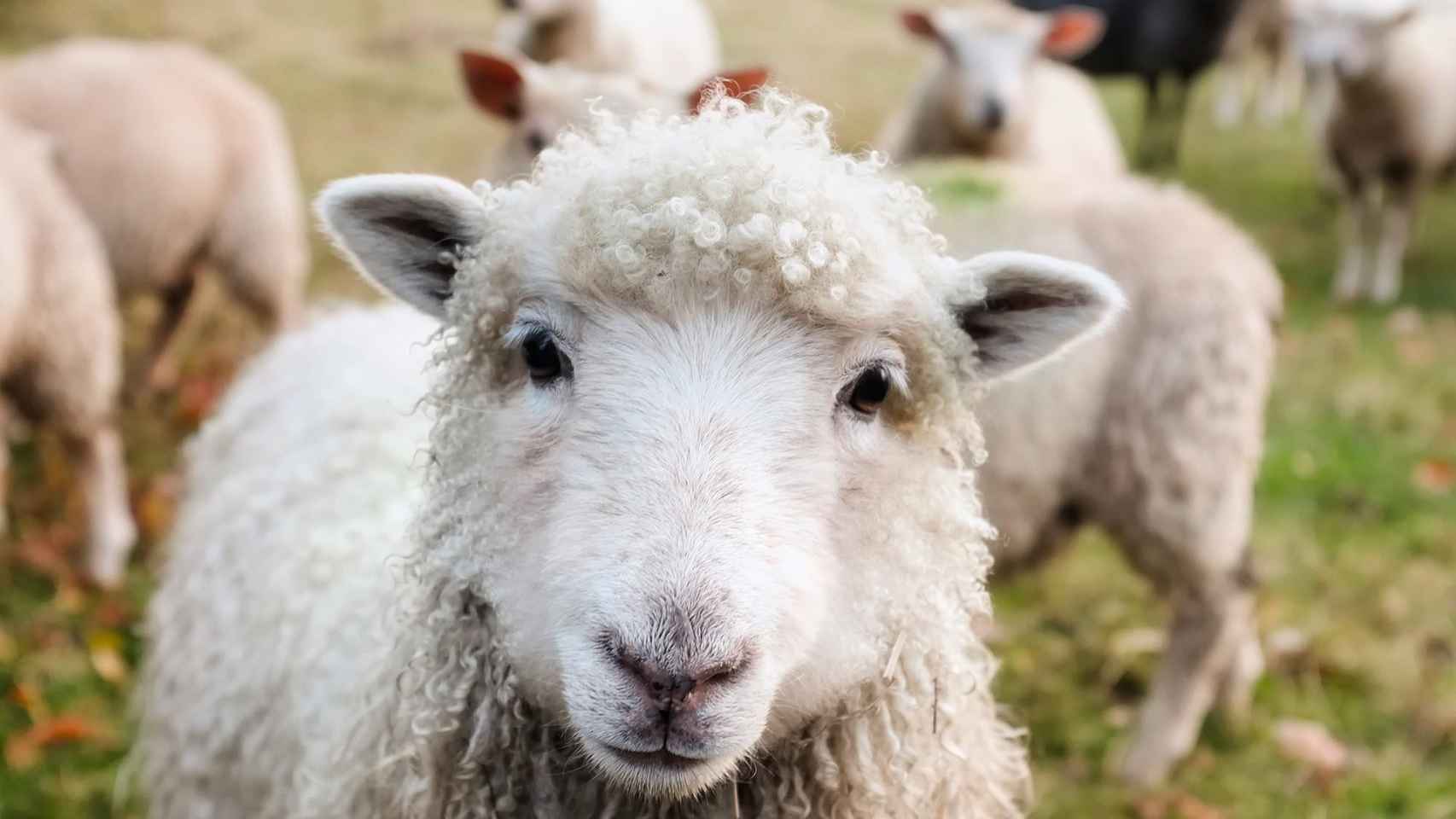 Imagen de una oveja y el resto del rebaño de una granja escuela / PIXABAY
