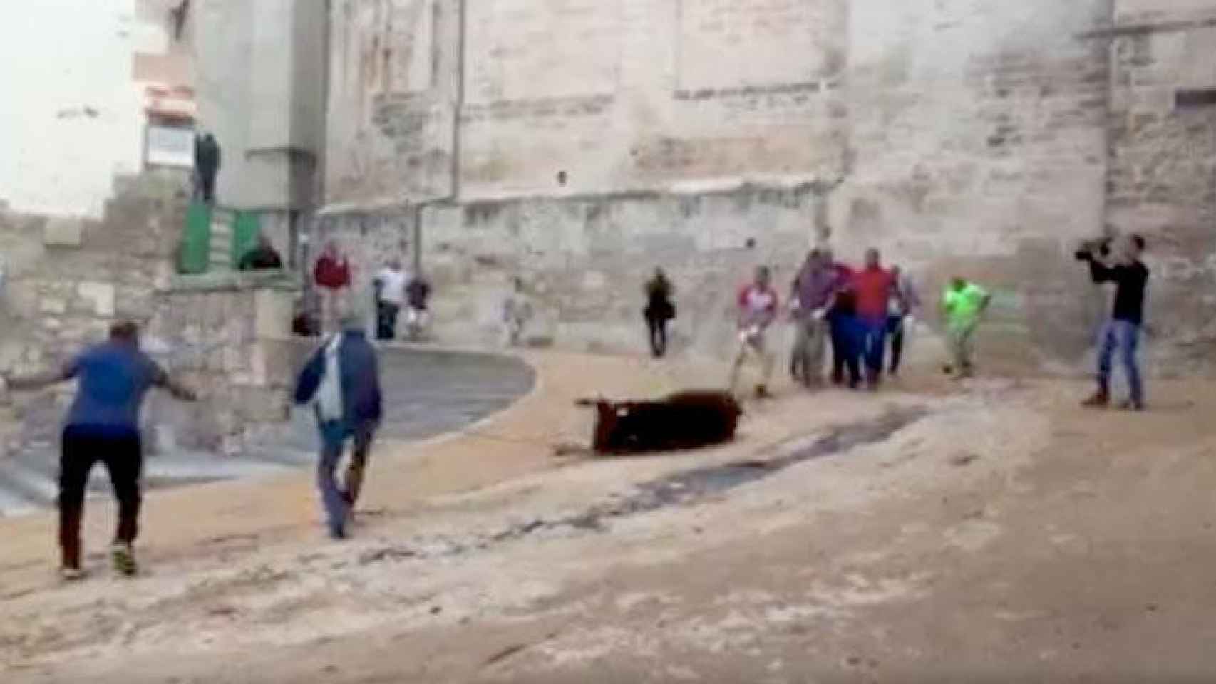 Los participantes en la 'suelta' de Cuenca arrastran a la vaquilla por las calles del centro histórico entre los lloros del animal / CG