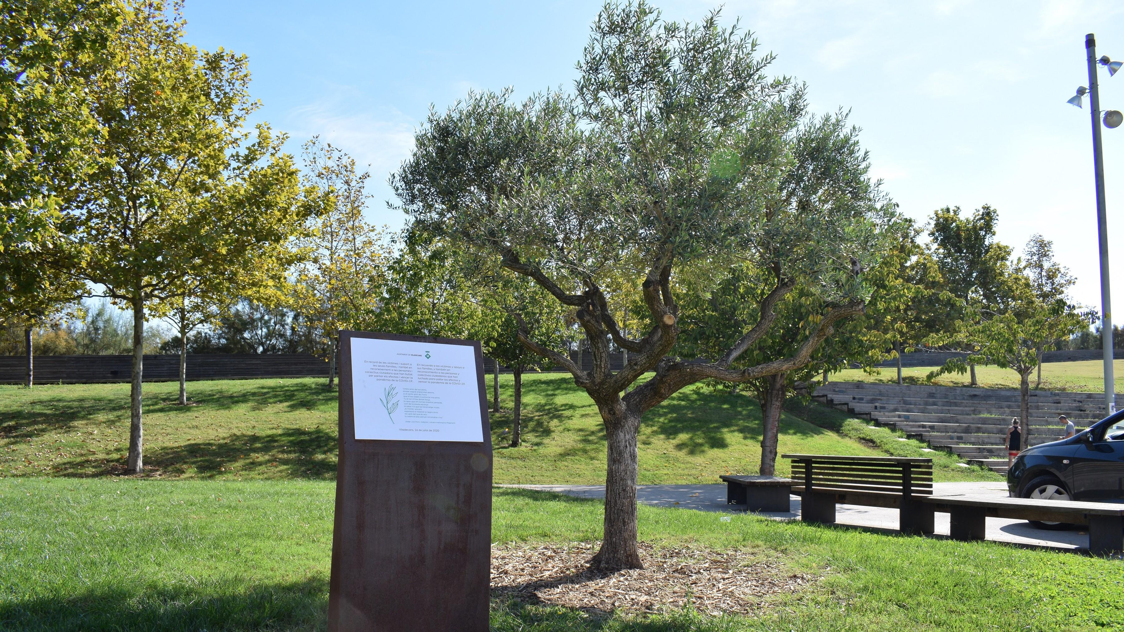 Placa conmemorativa junto al olivo en el parque de la Marina de Viladecans (Barcelona) / AJUNTAMENT DE VILADECANS
