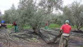 Recogida de aceitunas para aceite de oliva en Andalucía, en una imagen de archivo / EFE