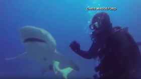 Un tiburón pide ayuda a un submarinista