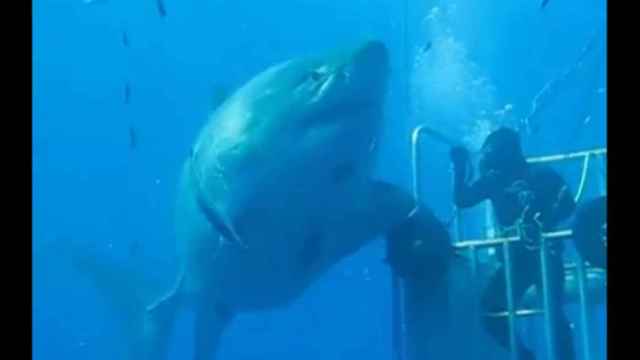 El tiburón blanco, junto a la jaula del buceador / CG