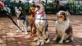 Perros, unas de las mascotas más comunes / Matt Nelson en UNSPLASH