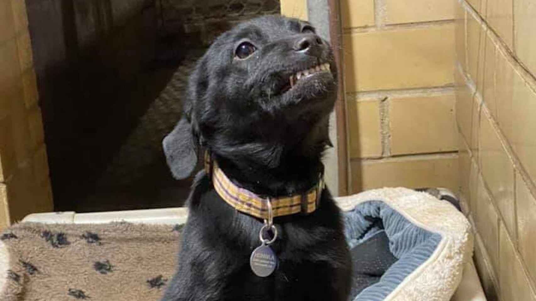 Burreaux, el labrador negro con una amplia sonrisa / FACEBOOK