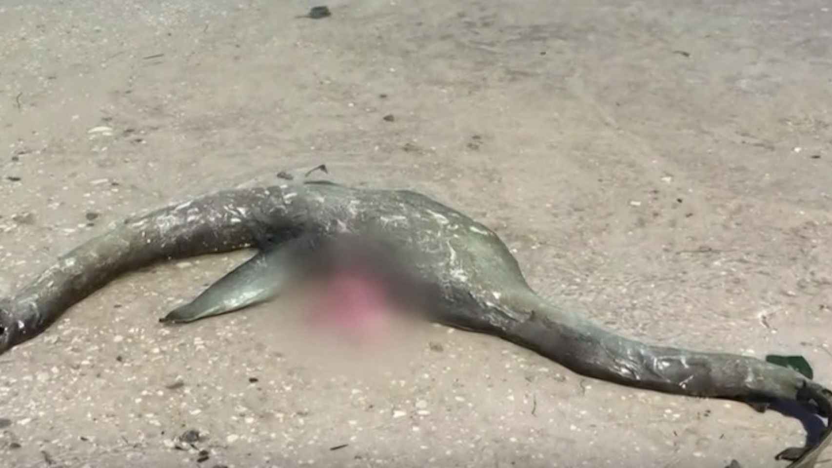 Una foto del cadáver del animal encontrado en Georgia Beach