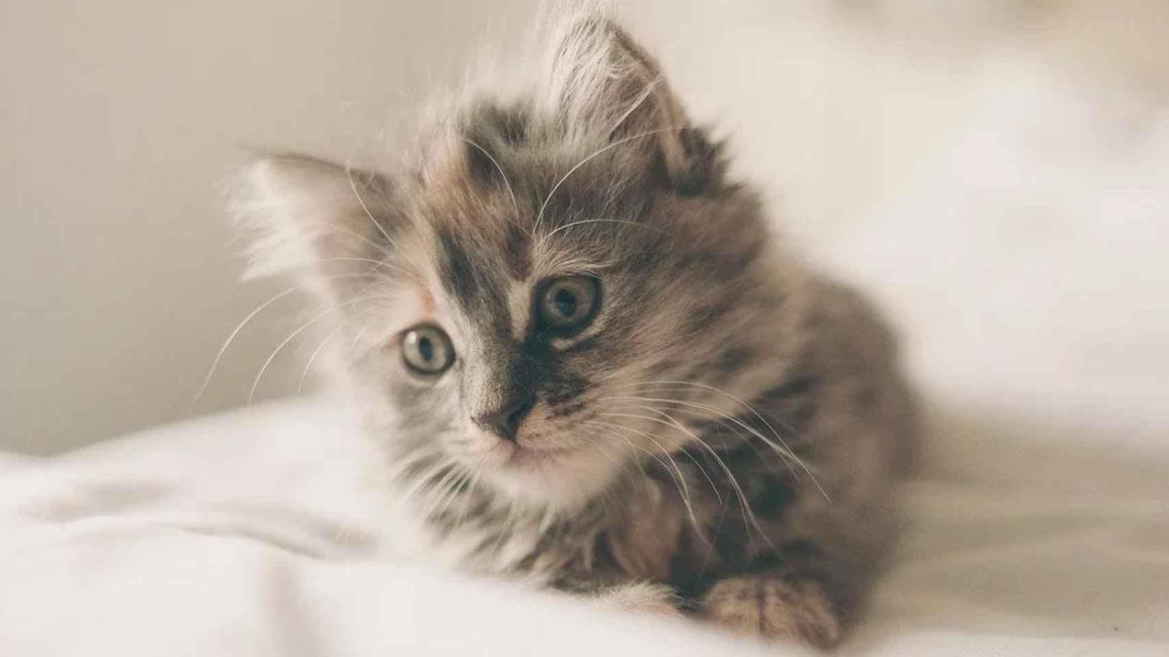 Un gato joven sobre una cama / PIXABAY