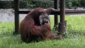 Una foto del orangután fumando un cigarrillo