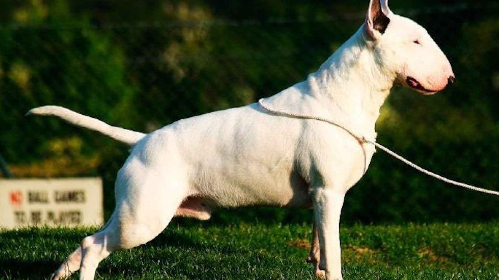 Una foto de archivo de un perro de la raza Bull Terrier