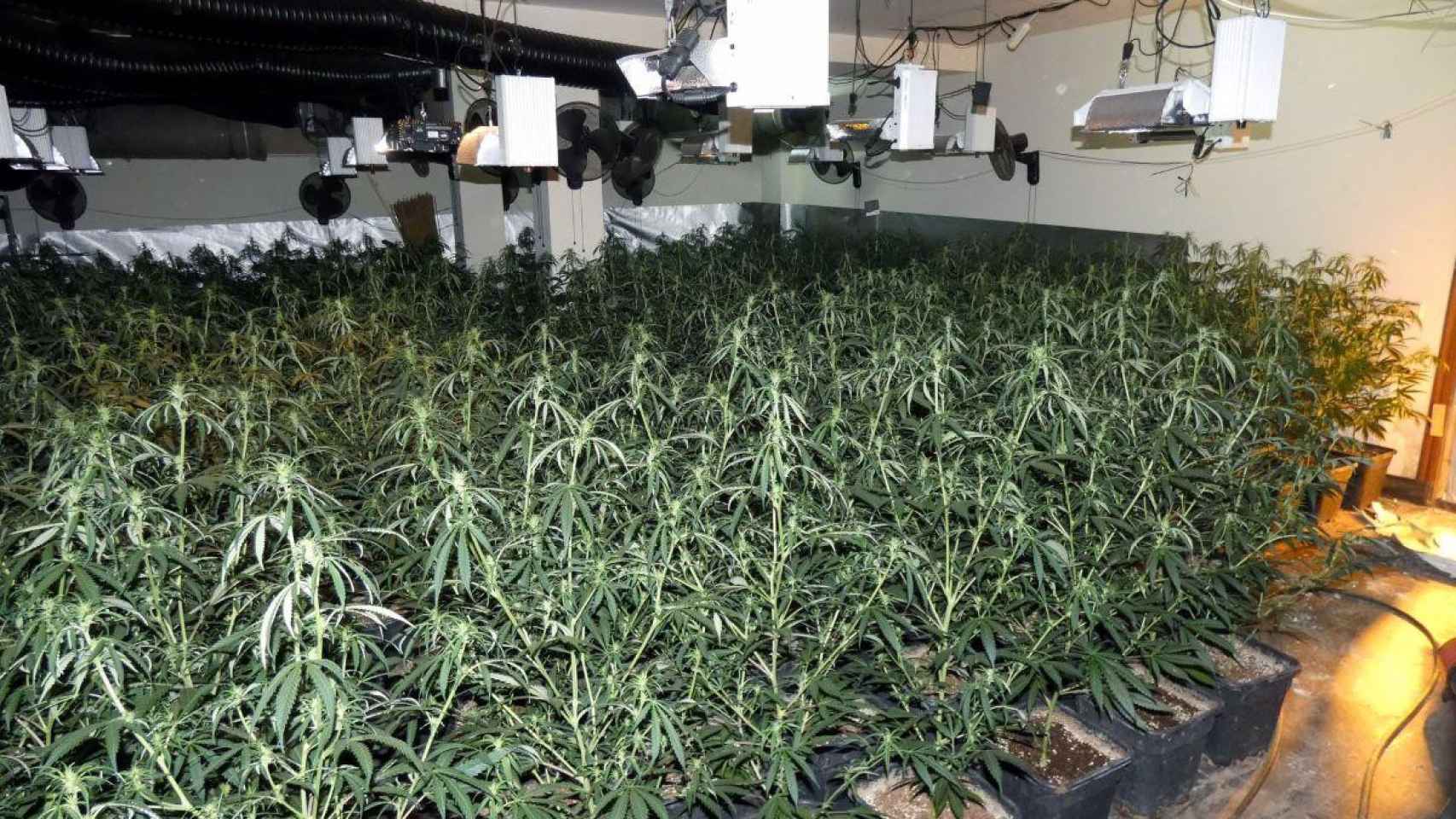 Imagen de la plantación de marihuana descubierta en una casa de Reus / GUARDIA URBANA DE REUS