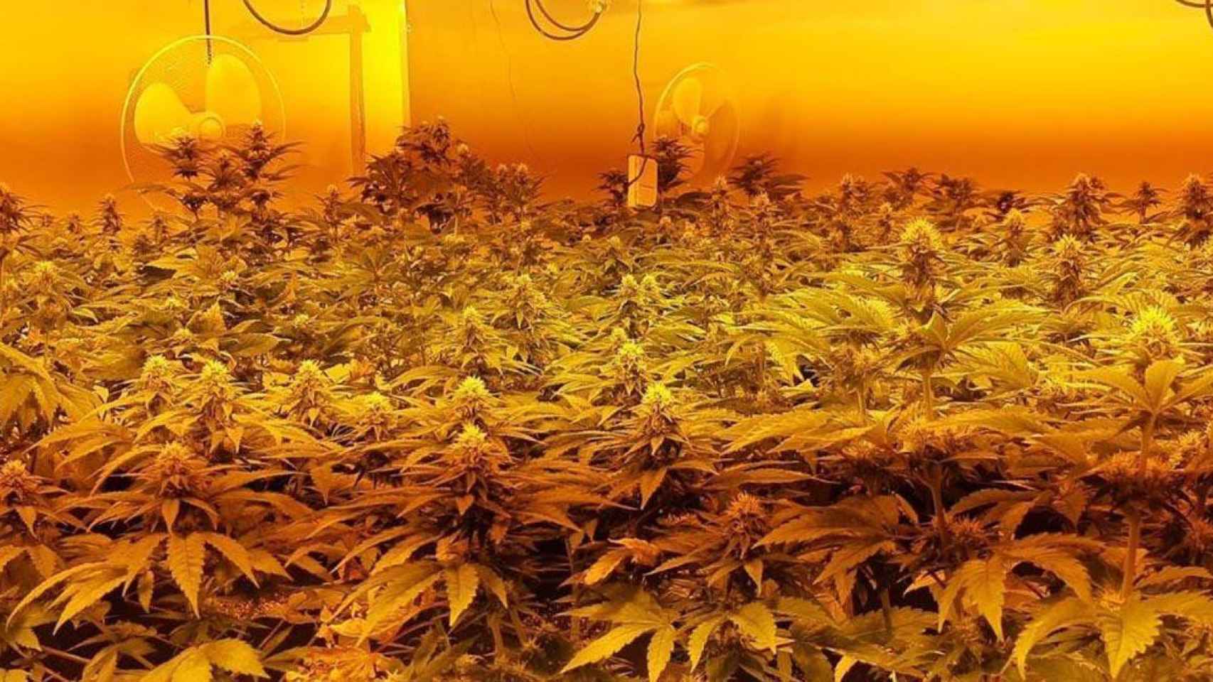 Una plantación de marihuana como la que cultivaba el detenido / MOSSOS