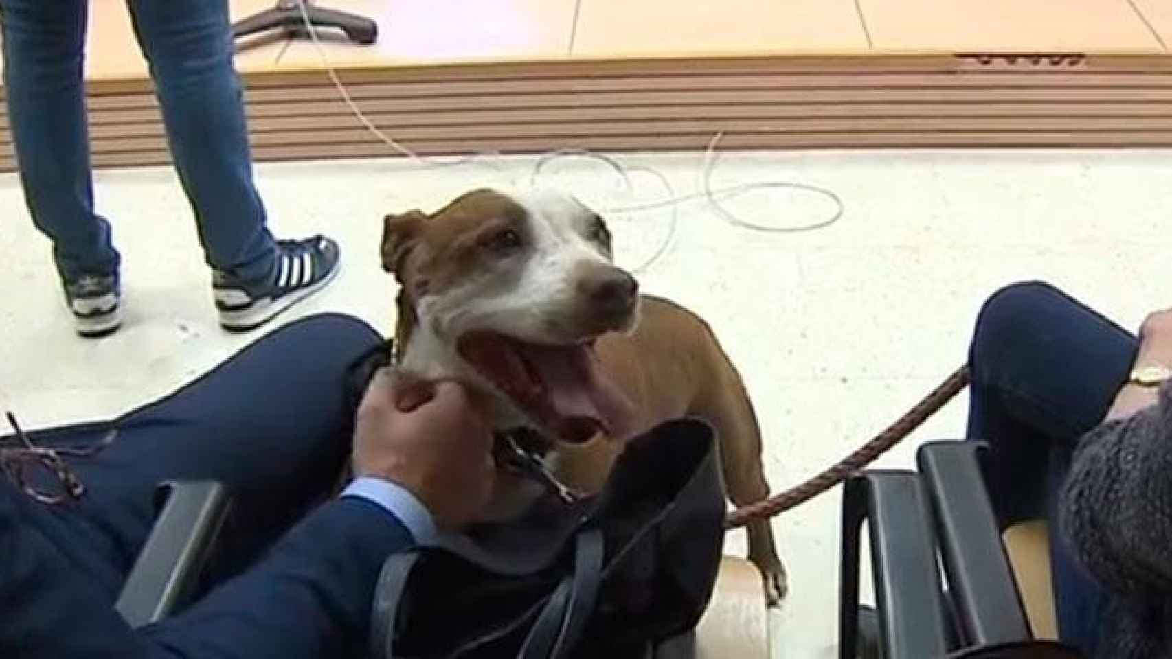 Milagros, la perra de raza pitbull que ha acabado yendo a juicio / EP