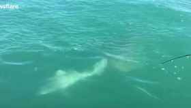 Una foto del momento en que el tiburón es devorado por otro escualo más grande