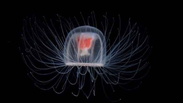 Una foto de archivo de la 'medusa inmortal'