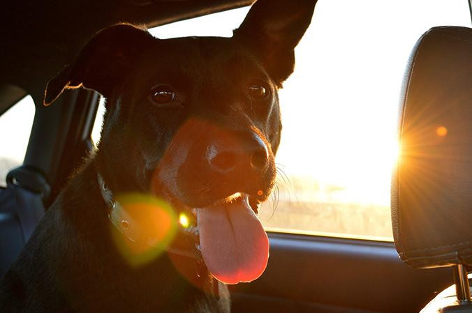Un perro dentro de un coche con el sol en el horizonte / PIXABAY