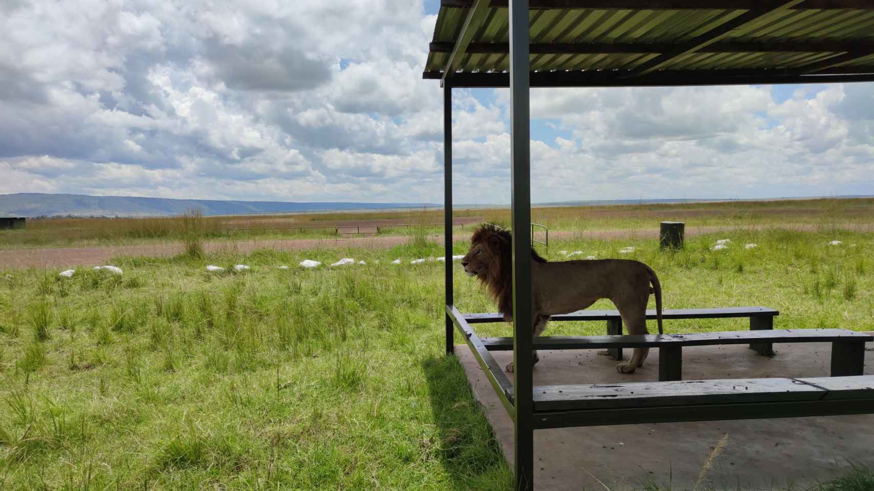 Un león en el aeropuerto de Musiara, situado en la zona de Masai Mara (Kenia) / SERGIO ACERO y REGIS FRANCISCO LÓPEZ