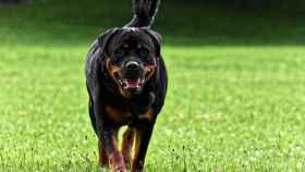 Imagen de archivo de un perro de la raza rottweiler, como el que mató a mordiscos a su dueño / PIXABAY