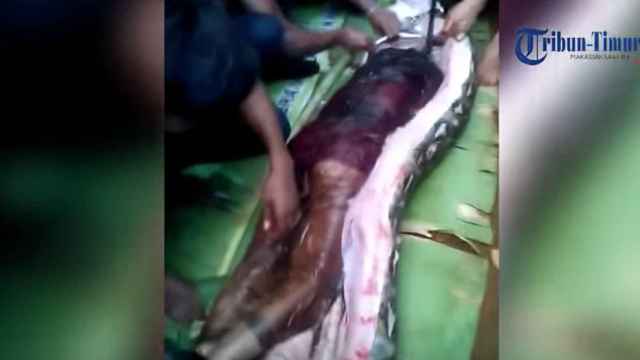 Una foto del cadáver de la mujer devorada por una pitón en Indonesia