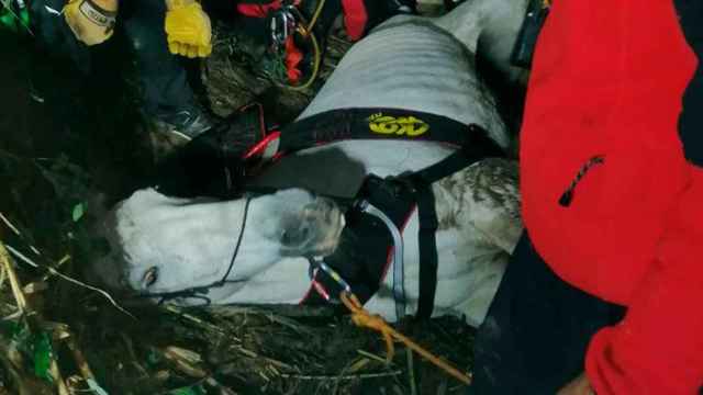 El caballo, agotado durante las tareas de rescate en Sant Llorenç d'Hortons / BOMBERS