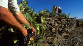 Dos hombres recogen uvas en las tierras del Priorat / PRIORAT TURISME
