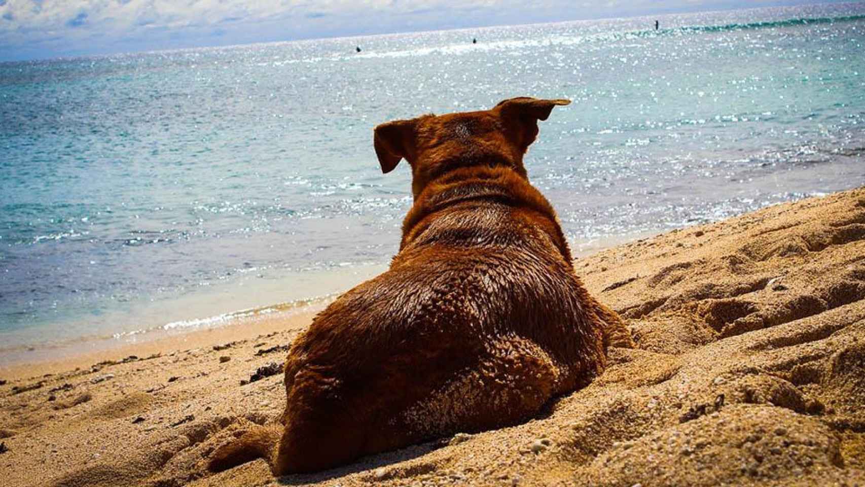 Un perro en la playa / PIXABAY Las mejores playas en España para ir con tu mascota