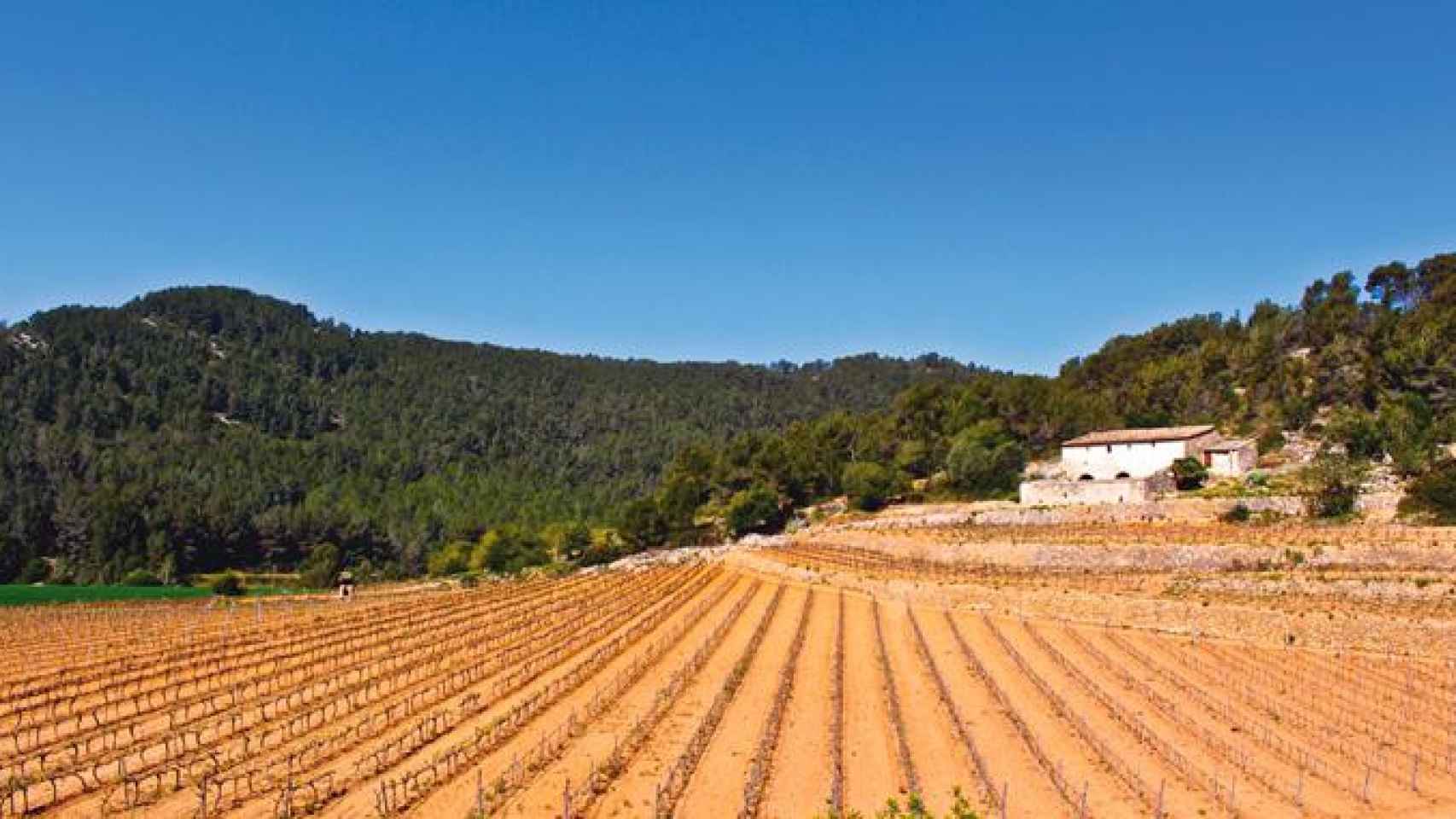Celler Puig Batet en Sant Pere de Ribes vino