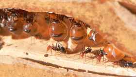 Hormigas mieleras de México / CREATIVE COMMONS