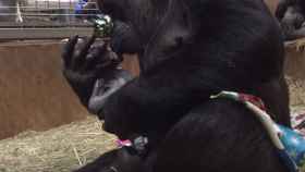 Una captura de pantalla del momento en que la Gorila besa a la criatura