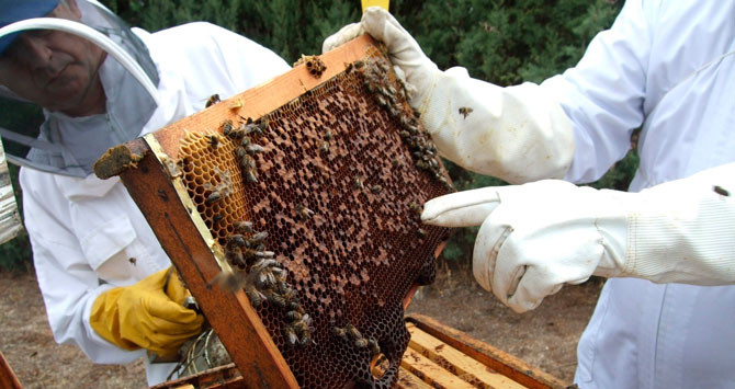 Dos apicultores ante un enjambre de abejas / EUROPA PRESS